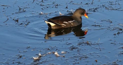 Common moorhen ((Gallinula chloropus), the Camargue, France