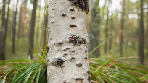 Birch with Smooth White Bark and Black Lenticels in Forest