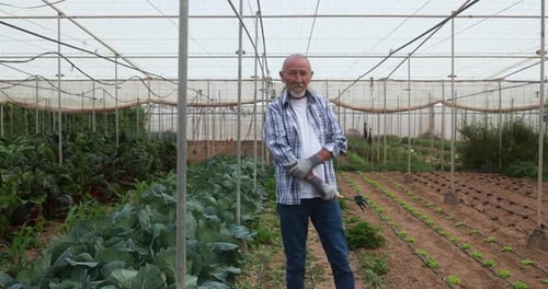 Senior Man Standing in Greenhouse with Rows of Crops