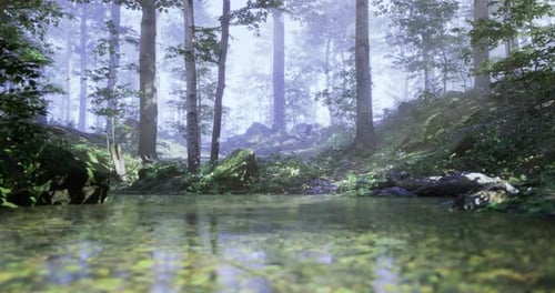 Tranquil Forest Landscape with Calm Water Surrounded By Lush Greenery