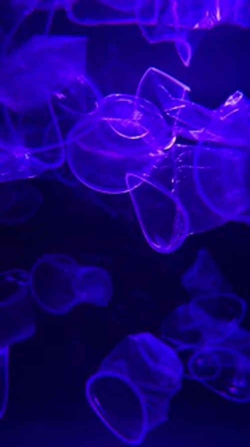 Plastic Waste Floating in Water Ocean Plastic Pollution Concept