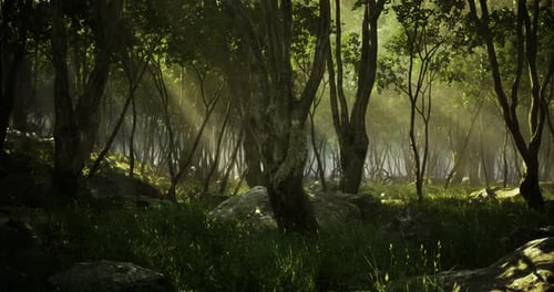 Sunlight Filters Through Lush Trees in a Tranquil Forest Clearing