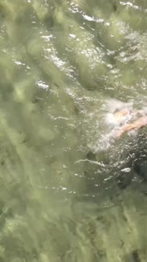 Swimming Sea Aerial Drone