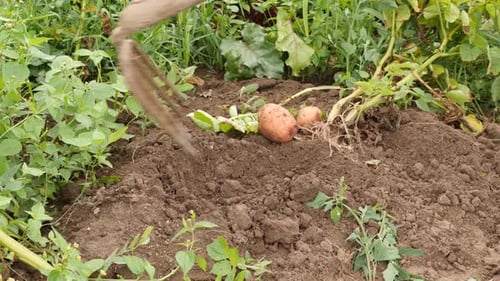 Harvesting Fresh Potatoes from Rich Rural Soil