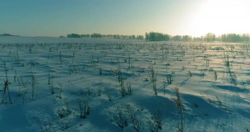 Aerial Drone View of Cold Winter Landscape with Arctic Field Trees Covered with Frost Snow and