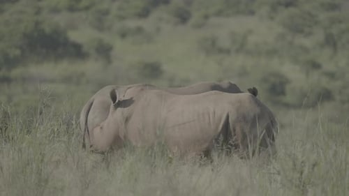 Un rhinocéros majestueux, faisant partie d'un groupe de rhinocéros, paît paisiblement dans les prairies de l'Afrique du Sud