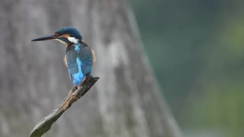 Colorful Kingfisher Bird Resting on Branch