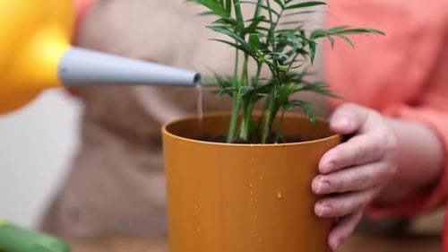 Woman in Apron Watering Chamaedorea Plant at Home After Transplant Into Decorative Pot Horticulture