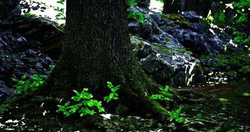 Vibrant Tree Base with Lush Green Leaves and Rocky Background in Sunlight