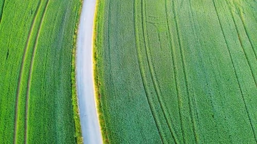 Winding Road Lies on Agricultural Fields and Meadows in the Countryside in Sunny Evening Light