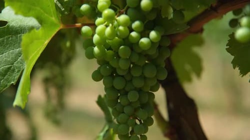 A Bunch Of Grapes Hanging Over Vineyard. Close-up Shot