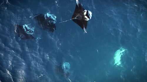 Overhead View Of Manta Rays Gliding Through Ocean
