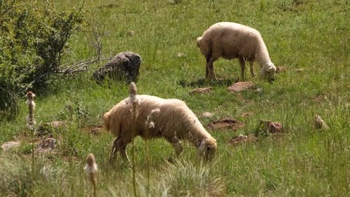 Sheep Eating Grass