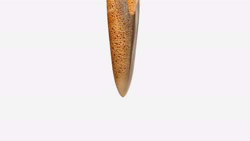Realistic brown squid floating on white background