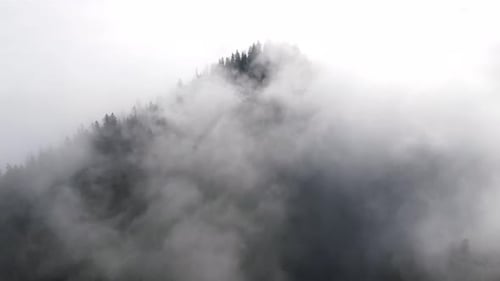 Foggy Smoky Forest