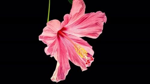 Pink Hibiscus Opens and Close Big Flower in Time Lapse on a Black Background. Blooming Red Plant