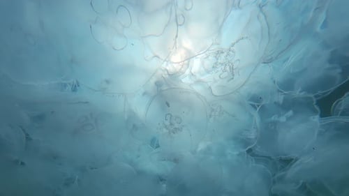 Riesige Gruppe von Mondquallen driftet unter der Oberfläche, Kamera bewegt sich rückwärts, Nahaufnahme