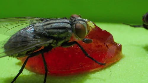 Macro View of Fly Eating Red Jelly