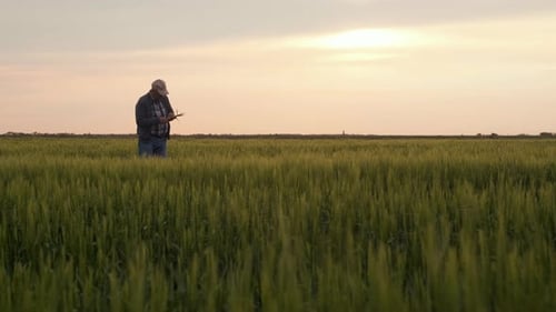 Senior farmer standing in barley field examining crop at sunset.
