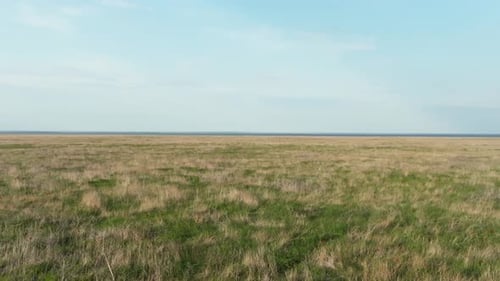 Survol de la steppe printanière avec des tulipes en fleurs Tulipes sauvages en fleurs dans la steppe Au printemps sur le