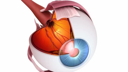 Human Eye Anatomy with Optic Nerve and Muscles Animation