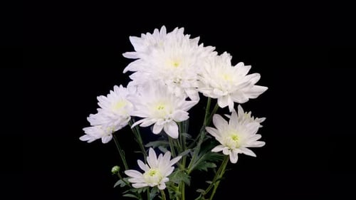 White Chrysanthemum Flowers Blooming in Time Lapse