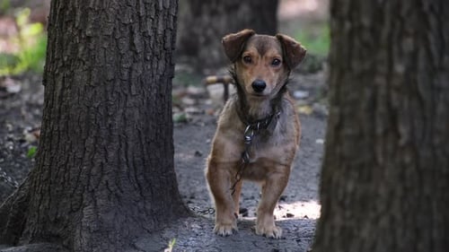 Dog on a chain guards the house. Mongrel dog near the booth guards the territory
