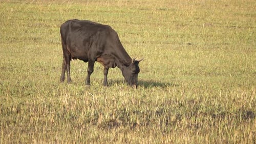 Black cow with horns grazing on grass in an open field, full length shot.