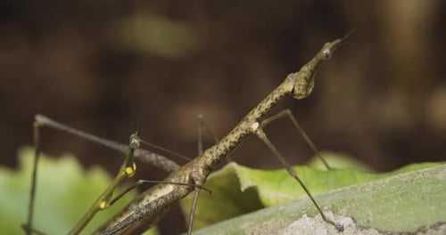 Side View Of Horsehead Grasshopper Or Stick Grasshopper Standing On The Green Leaves. - close up sho