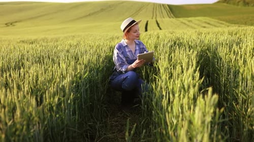 Farmer Inspecting Wheat Field