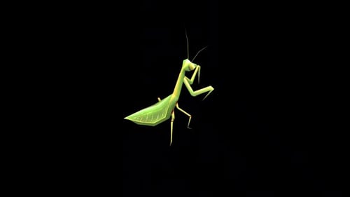 3D Animated Praying Mantis Walking Cycle