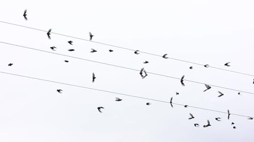Birds Perched on Power Lines Take Flight
