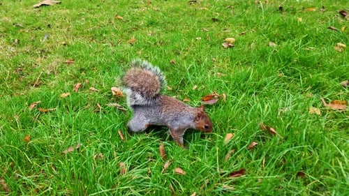 Squirrel on meadow. Close-up and slow-motion