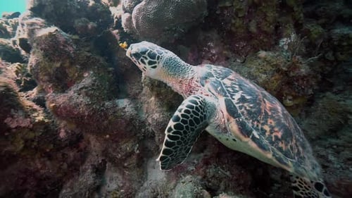 A juvenile hawksbill turtle is sitting on the reef when it takes off swimming into the blue ocean.