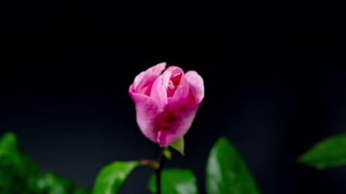 Beautiful Pink Rose Blooming Against Black Background