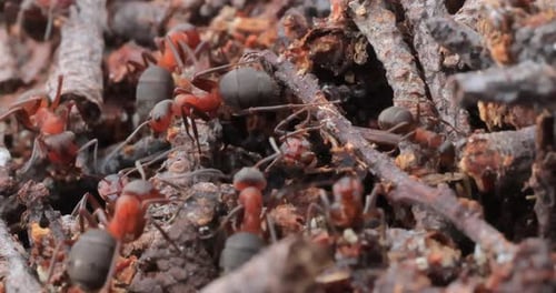 Ant close-up in the wild.