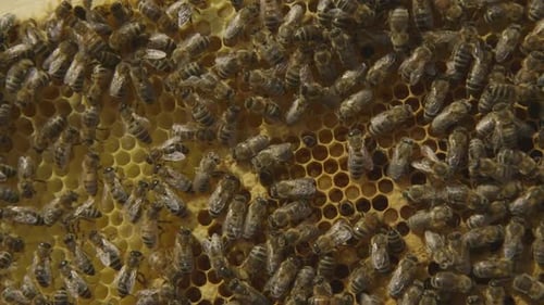 Close up of Bees on Honeycomb