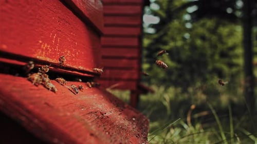 Bienen fliegen um hölzerne Bienenstöcke im Bienenhaus im Freien