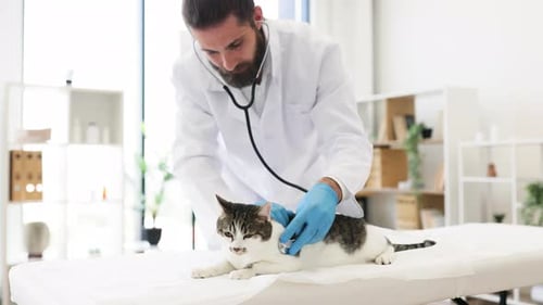 Veterinarian Examining Domestic Cat with Stethoscope in Clinic Environment