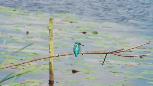 Martin-pêcheur perché sur une branche au-dessus d'un étang idyllique en Frise aux Pays-Bas, vue arrière de son aspect voûté