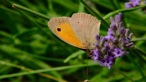 Ein orangefarbener Schmetterling auf einem lila Lavendel auf grünem Hintergrund sammelt Nektar.