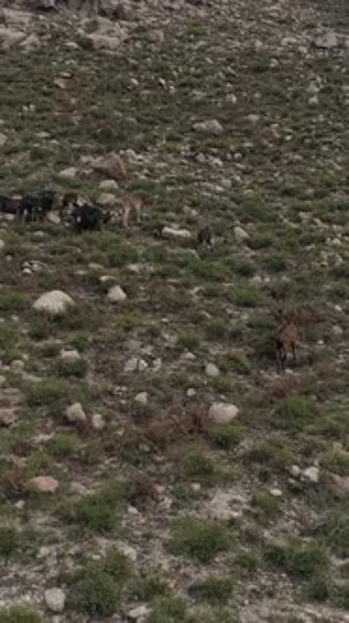 Vertical Video of Goats in the Mountains of Geres Portugal Aerial View