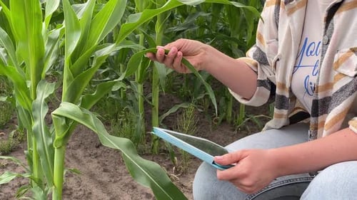 Closeup Woman Agronomist Optimizing Crop Growth at Sunset