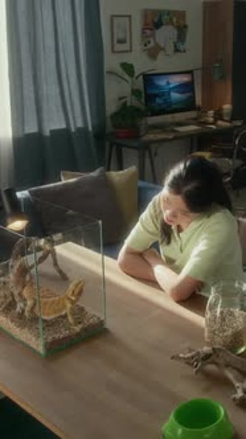 Une propriétaire aime observer un lézard agama exotique dans un terrarium