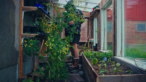 Man At Work In A Greenhouse In Norway - Close Up