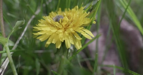 Yellow dandelion with a flower bug at spring time.