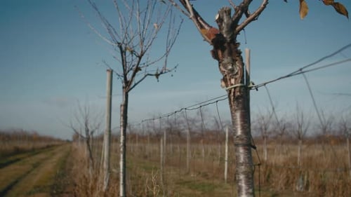 Orchard with fallen leaves. Endless rows of fruit trees