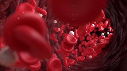Streaming Blood Cells In Veins