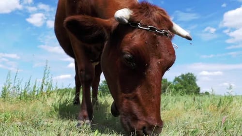 Gray Cow Grazing on Meadow on Sky Background Slow Motion
