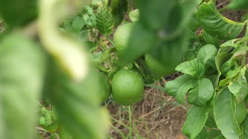Close up shot of unmatured sweet lemon hanged in the tree. Green Lemons tree in the garden with dayl